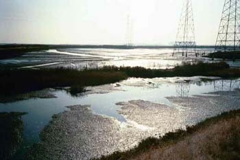 marsh_twilight